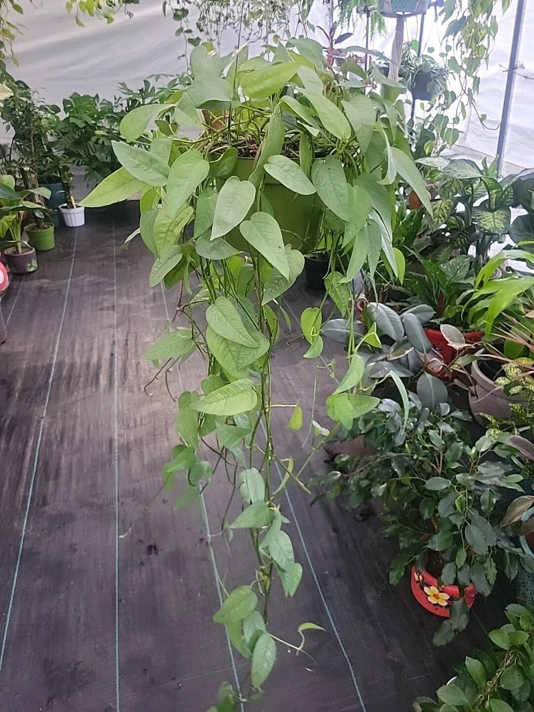 CEBU BLUE Pothos Plant - Easy Care Epipremnum Pinnatum Indoor Houseplant