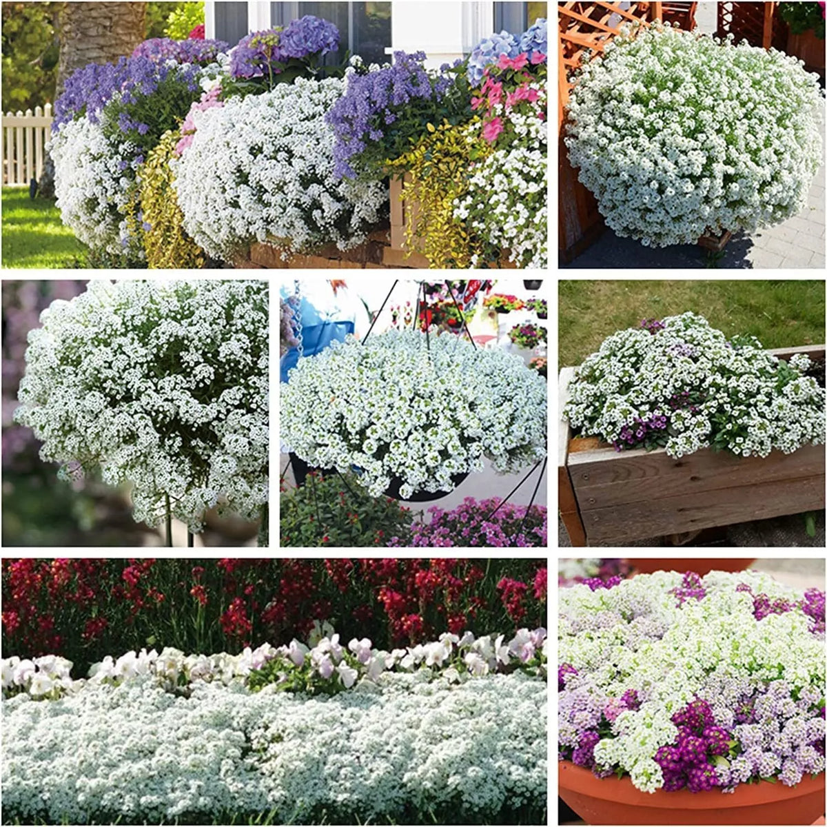 White Alyssum Clover Seeds 500 | Ground Cover Lobularia maritima | Drought Tolerant, Fragrant, Low Maintenance