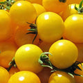 Golden Nugget Tomato Seeds - Heirloom Solanum lycopersicum, Small Juicy Tomatoes for Container Gardening
