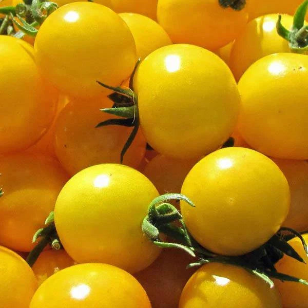 Golden Nugget Tomato Seeds - Heirloom Solanum lycopersicum, Small Juicy Tomatoes for Container Gardening