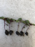 Shiso Perilla Plant Bare Root 5-Pack Green Purple Beefsteak Herb Perilla frutescens for Garden or Pots