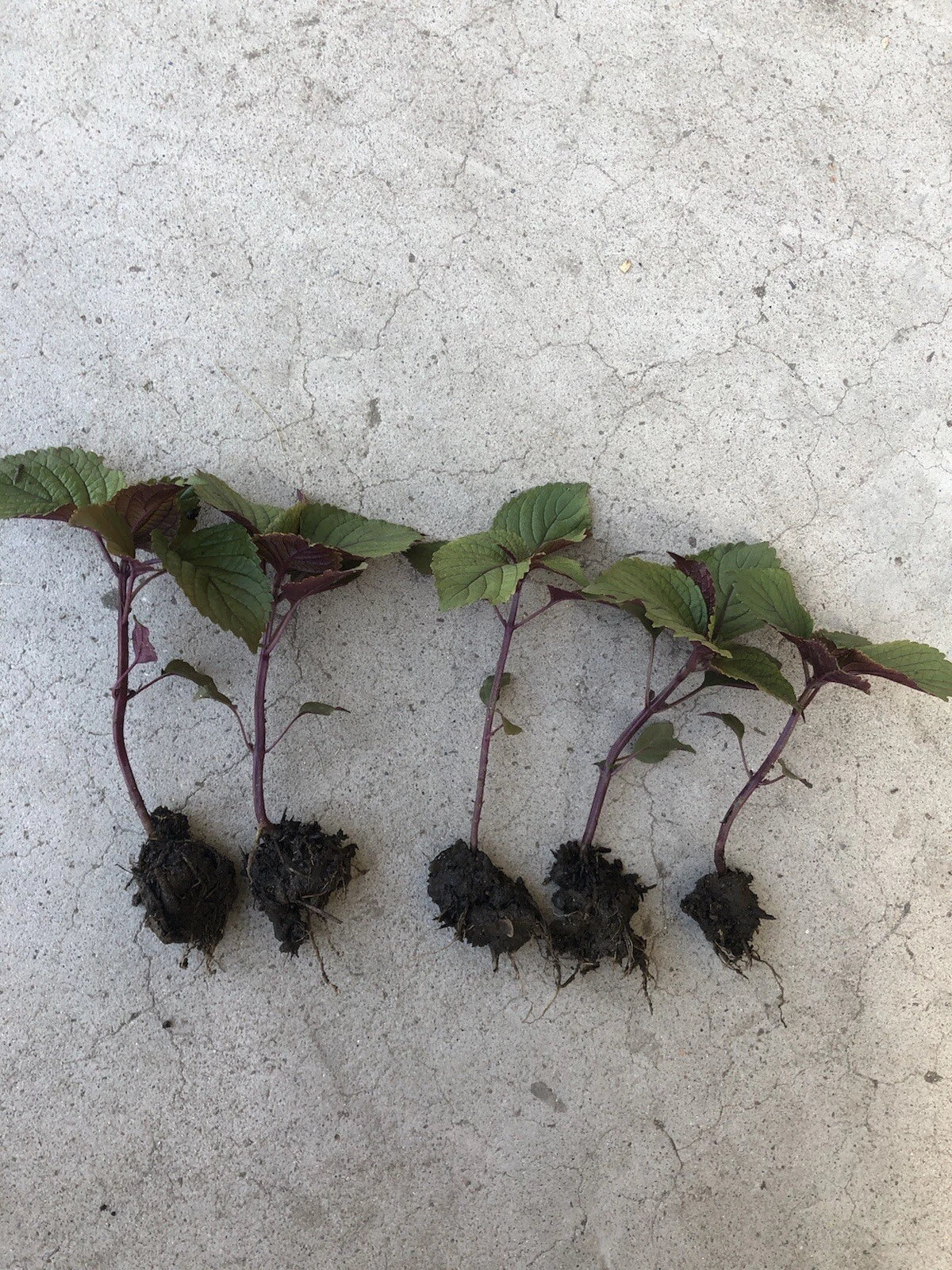 Shiso Perilla Plant Bare Root 5-Pack Green Purple Beefsteak Herb Perilla frutescens for Garden or Pots
