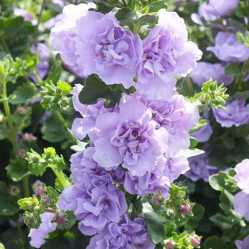 Bacopa Hollyhock Seeds - 25 Blue Perennial Flower Seeds for Garden - Sutera cordata - Summer Blooming Plants