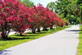 Crape Myrtle Bonsai Tree Seeds - 20 Seeds, Vibrant Flowers & Exotic Bark, Lagerstroemia indica, Indoor & Outdoor Cultivation