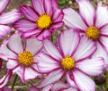 Cosmos Candy Stripe Seeds - 175 Annual Flower Seeds - Pink and White Stripes - Cosmos bipinnatus