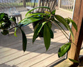 Hoya Publicalyx Hanging Basket - 3 Established Plants for Indoor and Outdoor Decor