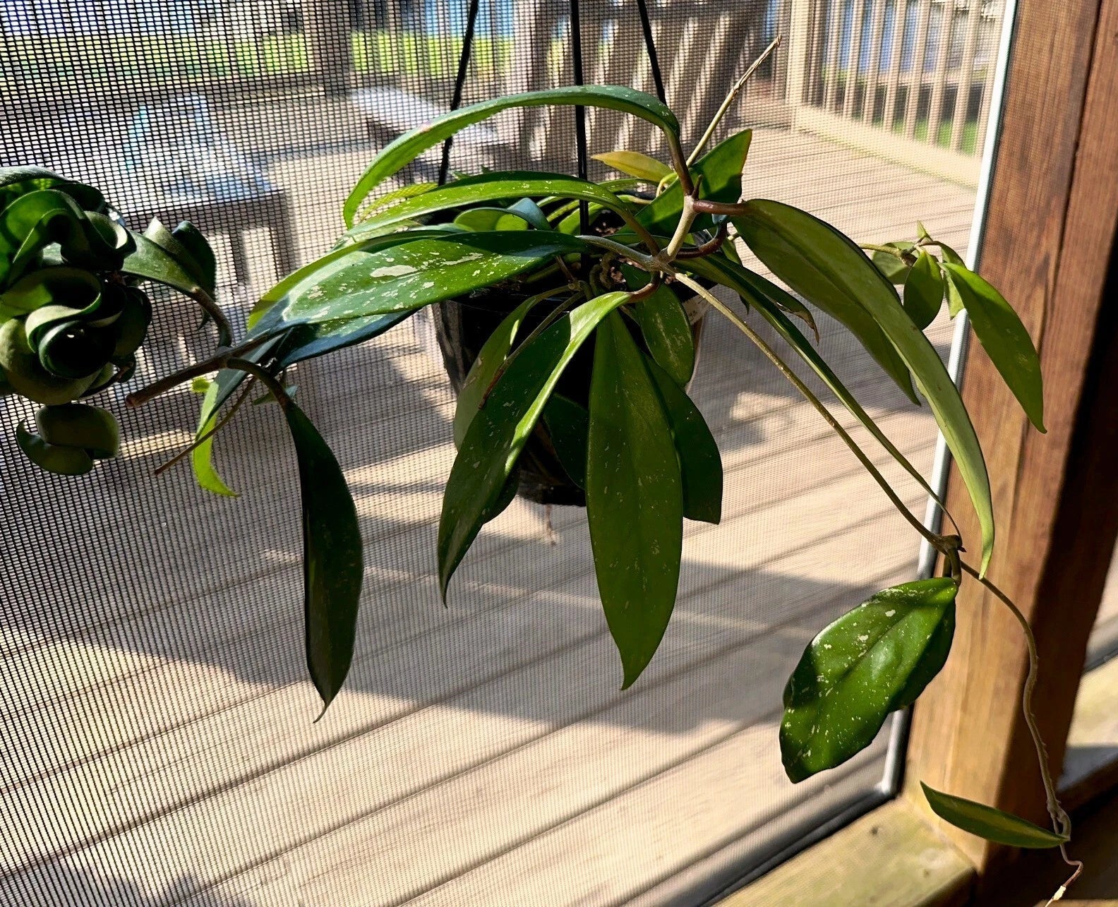 Hoya Publicalyx Hanging Basket - 3 Established Plants for Indoor and Outdoor Decor