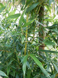 Fargesia Robusta "Wolong" Bamboo Plant – 8-10 Inches Tall, Hardy Clumping Bamboo for Privacy & Garden Landscaping