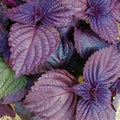 Purple Perilla Seeds - Japanese Red Shiso Herb Seeds - Perilla frutescens - Culinary, Ornamental, Asian Mint Basil