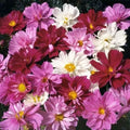 Cosmos Seeds - 200 Non-GMO Frilly Double Petals PSYCHE Mix - Cosmos bipinnatus, Annual Flower for Borders & Cut Flowers