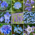 Wildflower Seed Mix - 200+ Seeds - All Blues Varieties - Vibrant Blue Wildflowers for Pollinators