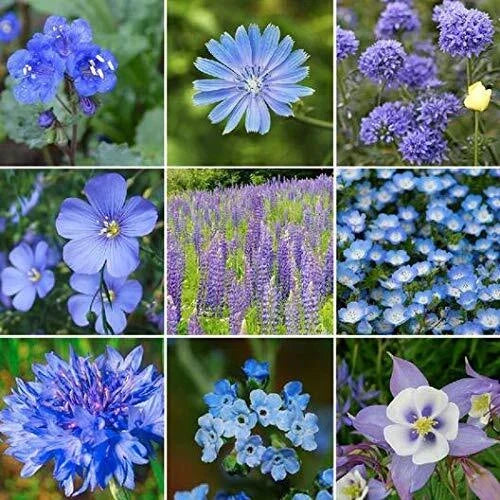 Wildflower Seed Mix - 200+ Seeds - All Blues Varieties - Vibrant Blue Wildflowers for Pollinators