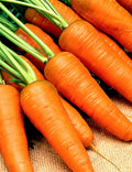 Chantenay Red Cored Carrot Seeds, Non-GMO Vegetable Garden Seeds, Daucus carota, 1000+ Pack for Organic Gardening
