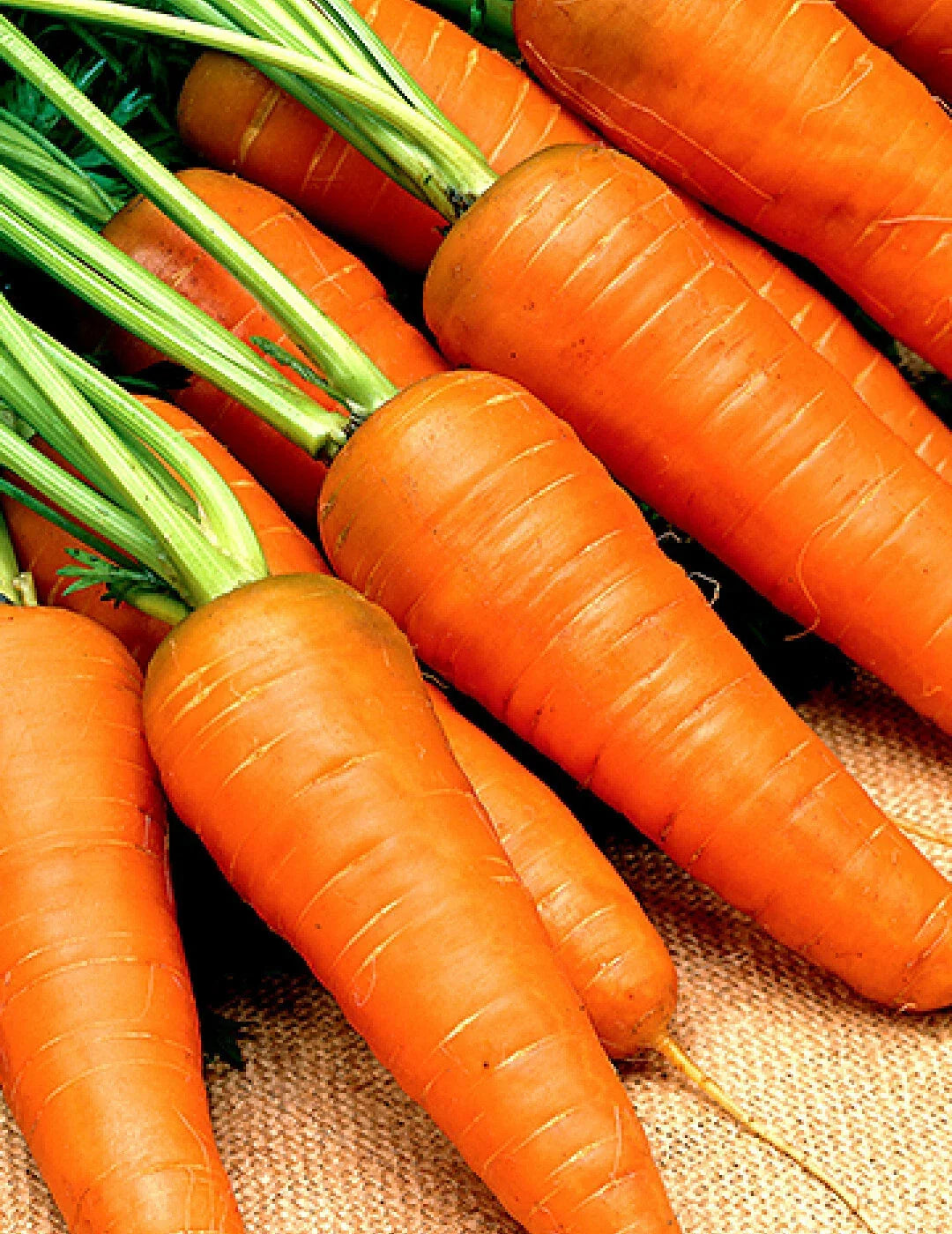 Chantenay Red Cored Carrot Seeds, Non-GMO Vegetable Garden Seeds, Daucus carota, 1000+ Pack for Organic Gardening