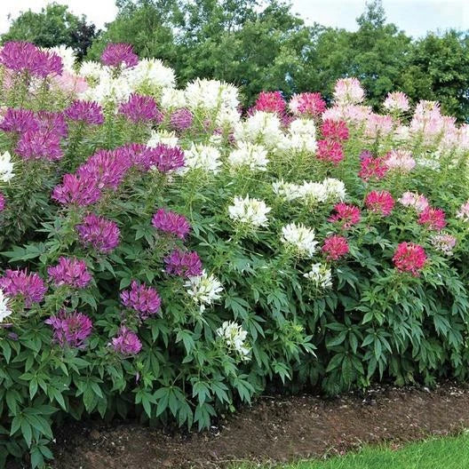 Bulk Cleome Seeds - Mixed Colors - Spider Flower - Non-GMO - 1000 Seeds - Landscaping, Pollinator Attractant, Annual