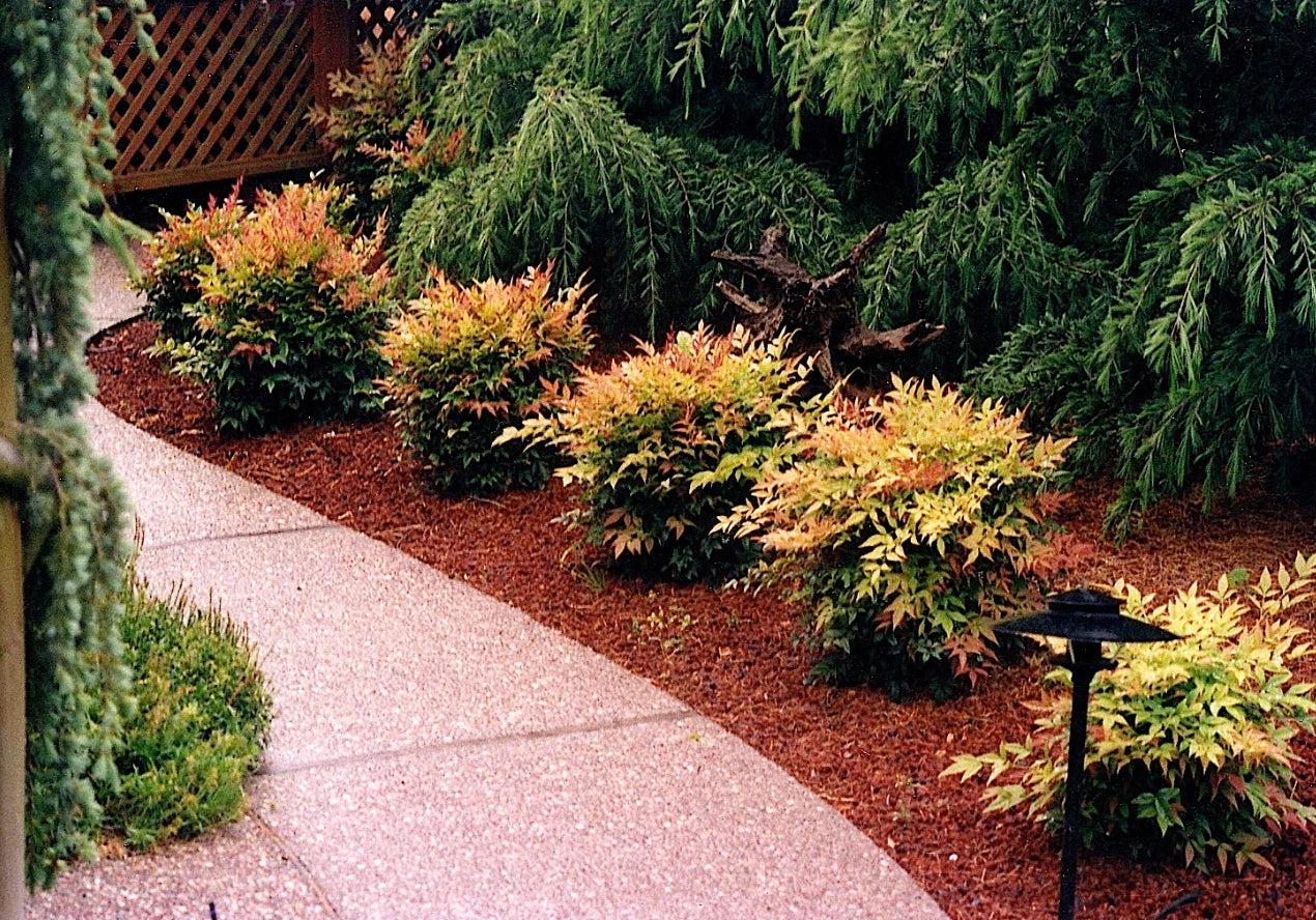 Dwarf Nandina Plants 2.5" Pots – 10 Live Nandina domestica Shrubs for Borders, Containers, Landscaping