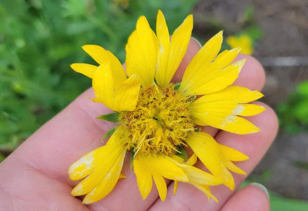 Yellow Blanket Flower Seeds 25 Gaillardia Aristata Aurea Pura Butterfly Attracting Drought-Tolerant Perennial