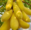 Golden Papaya Seeds Packet - Carica papaya Tropical Fruit Tree for Home Gardening, Mini Potted Plant