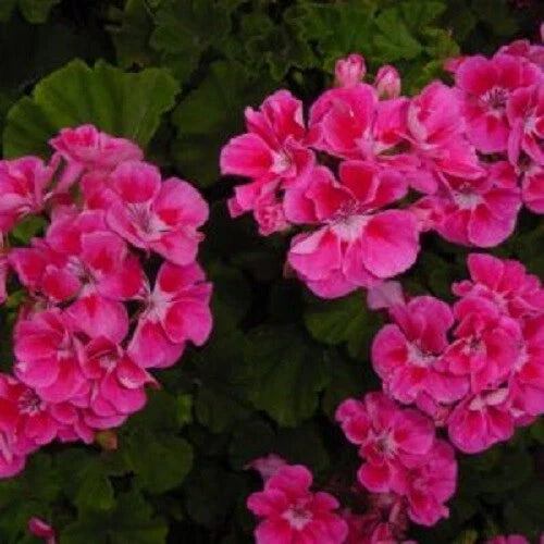 Bright Pink Geranium Seeds for Hanging Baskets - Pelargonium × hortorum - Perennial Flower Pack of 10 Seeds