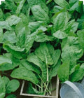 Large Leaf Sorrel Herb Seeds – Organic Non-GMO Rumex acetosa, 250+ Open Pollinated Seeds for Culinary Gardens