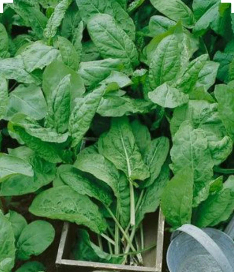Large Leaf Sorrel Herb Seeds – Organic Non-GMO Rumex acetosa, 250+ Open Pollinated Seeds for Culinary Gardens