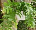 Shark's Tooth Fern Cactus Rooted Cutting Succulent Selenicereus chrysocardium Indoor Outdoor Plant