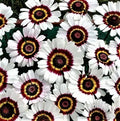 Painted Daisy Seeds - 100+ Seeds - Colorful Bellis Perennis Flower for Garden & Containers