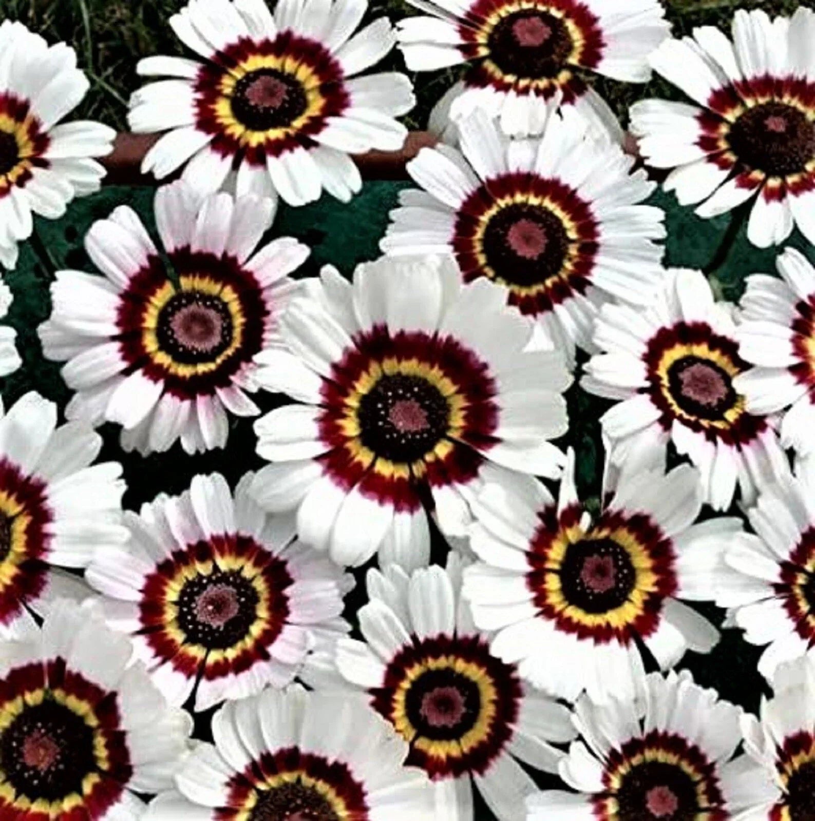 Painted Daisy Seeds - 100+ Seeds - Colorful Bellis Perennis Flower for Garden & Containers