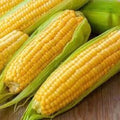 Premium Golden Bantam Heirloom Corn Seeds - Organic Non-GMO Zea mays, Sweet Corn for Gardening, Heirloom Variety, 100 Seeds