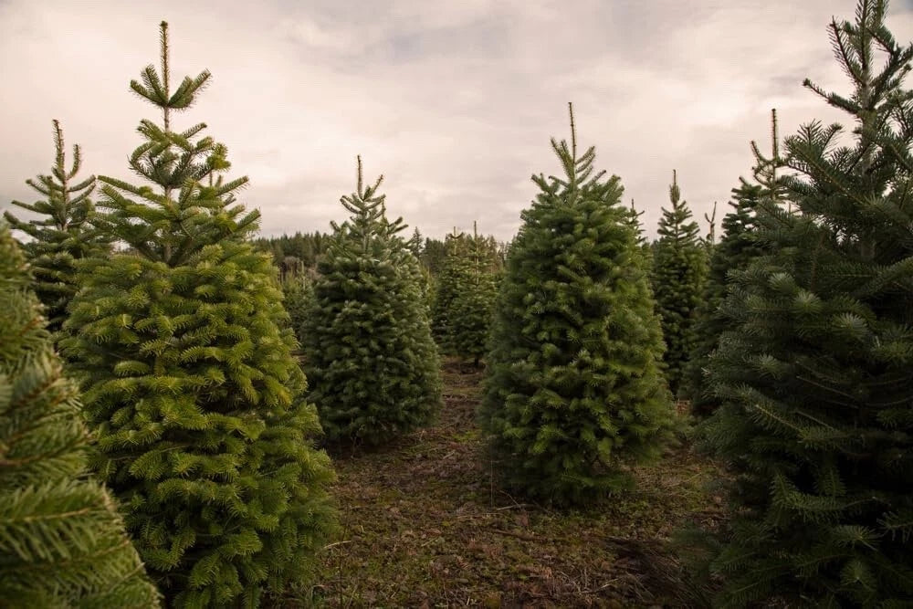 Douglas Fir Tree Seedlings - Live 1-Year Old Pseudotsuga menziesii for Planting, Evergreen, Conical Shape