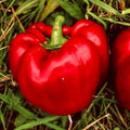 Sweet Big Red Pepper Seeds - Non-GMO Heirloom Bell Pepper Seeds for Gardening - Capsicum annuum, 30+ Seeds