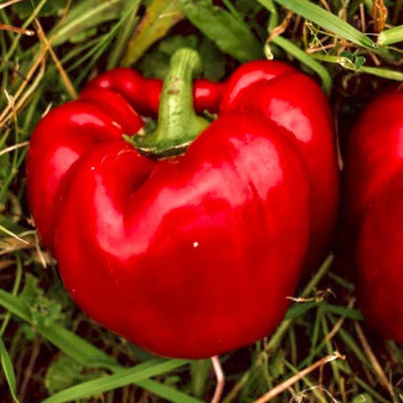 Sweet Big Red Pepper Seeds - Non-GMO Heirloom Bell Pepper Seeds for Gardening - Capsicum annuum, 30+ Seeds