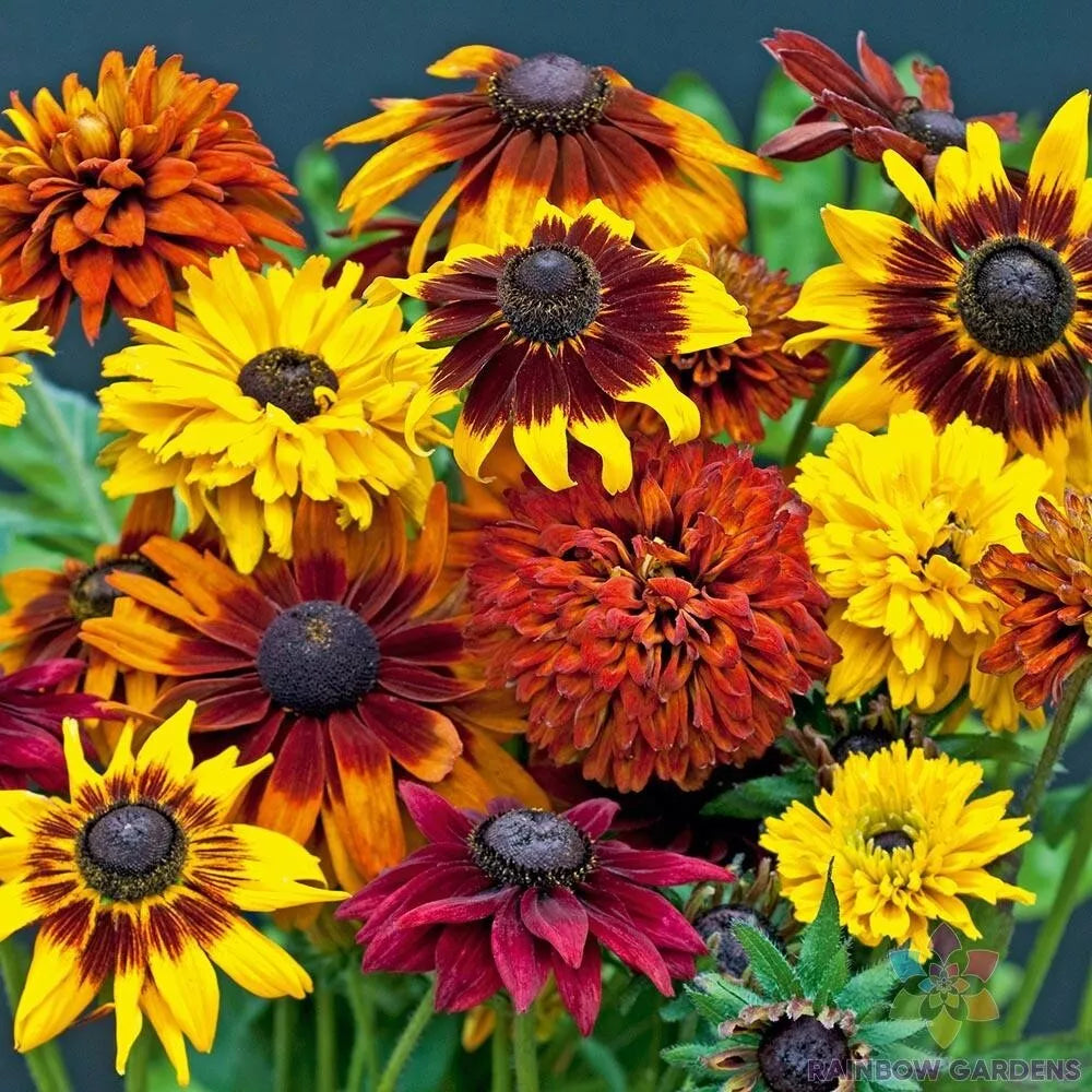 Rudbeckia Seeds Mix - 200+ Varieties for Garden Planting - Black-Eyed Susan - Rudbeckia hirta Seed Pack