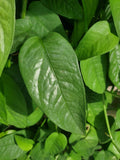 Cebu Blue Pothos Cutting - 4 Node Unrooted House Plant - Epipremnum pinnatum - Rare Variety