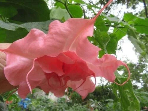 Ahavah Angel Trumpet Seeds - 10 Brugmansia Datura Flower Seeds for Fragrant Trumpet Blooms, Easy to Grow, USA Seller