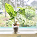 Syngonium Batik Plant - Potted Rooted Indoor Houseplant - Variegated Leaf Pattern - Syngonium podophyllum
