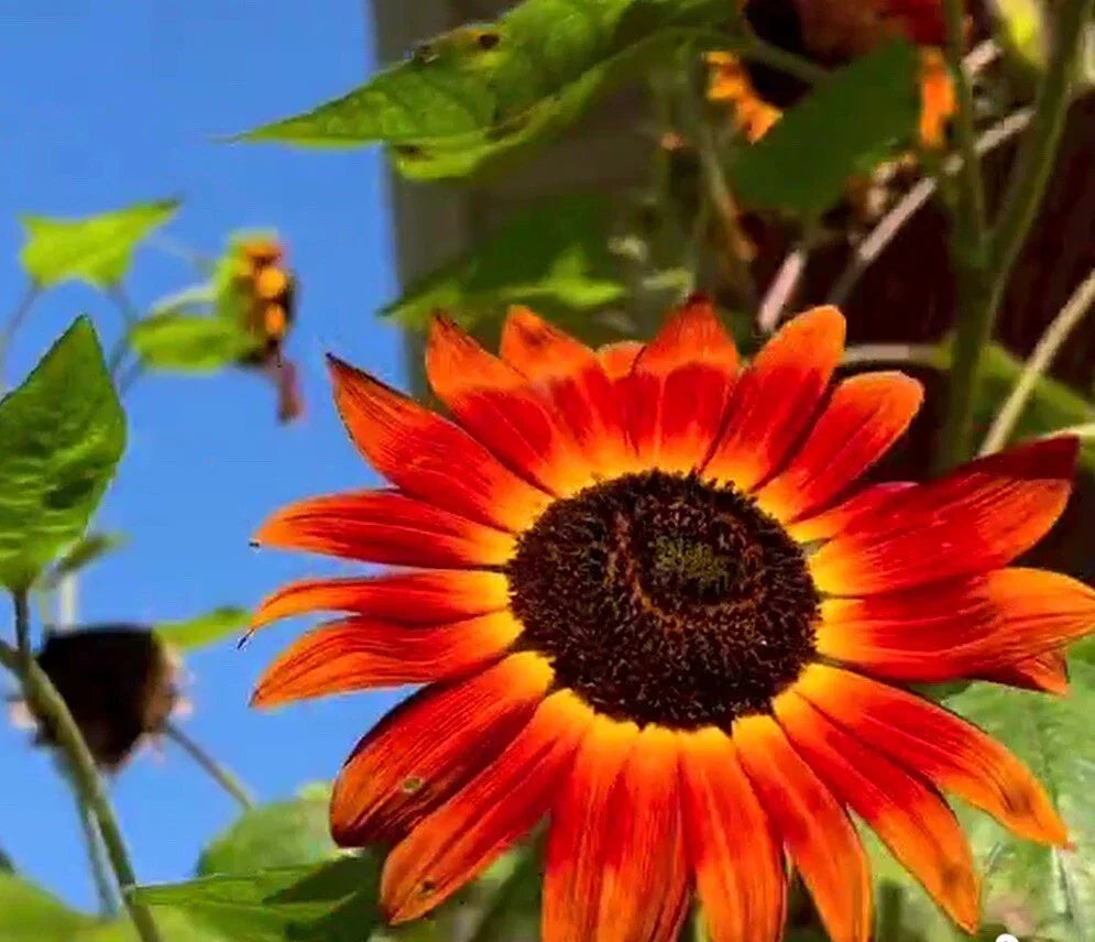 Velvet Queen Sunflower Seeds - Heirloom Non-GMO Big Blooms Packet - Helianthus annuus