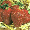 Honeoye Strawberry Plants Set of 6 Bare Root, Junebearing, Disease Resistant, Fragaria × ananassa