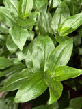 Rooted Wandering Jew Plant Cuttings - Tradescantia Fluminensis - 10 Clippings for Indoor Gardening & Decor