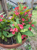 Petite Pink Crown of Thorns Plant - Euphorbia Milii Rooted Houseplant