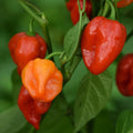 Habanero Hot Pepper Seeds - 100 Non-GMO Heirloom Capsicum chinense Seed Packet for Spicy Gardening