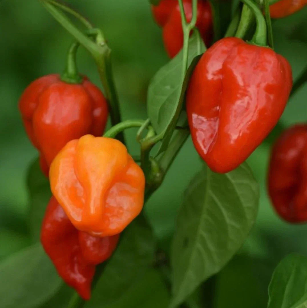 Habanero Hot Pepper Seeds - 100 Non-GMO Heirloom Capsicum chinense Seed Packet for Spicy Gardening