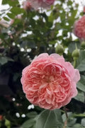 Colette Climbing Rose Cuttings - 3 Unrooted 6-Inch Rosa 'Colette' Garden Propagation Plant