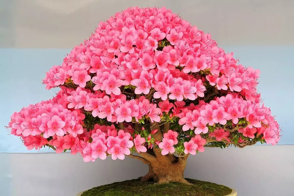 Flowering Bonsai Tree Seeds - Judas Tree (Cercis siliquastrum) - 20 Seeds for Pink Flowers & Heart-Shaped Foliage