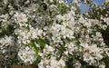 Donald Wyman Crabapple Seeds - 25+ Malus x zumi 'Donald Wyman' Seeds for Garden Planting, Ornamental Fruit & Pink Flowers
