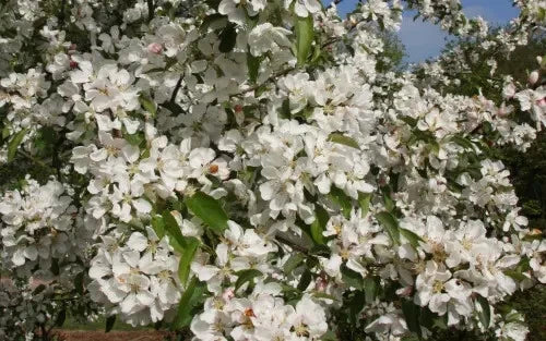 Donald Wyman Crabapple Seeds - 25+ Malus x zumi 'Donald Wyman' Seeds for Garden Planting, Ornamental Fruit & Pink Flowers