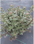 Tricolor Sedum Spurium Variegated Stonecrop 2”-4” Cuttings | Live Succulent Ground Cover Plant | Variegated Drought-Tolerant Succulent