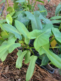 Philodendron Bipennifolium Aurea Silver Violin Plant Cutting - Unrooted 1 Node