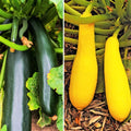 Black and Yellow Summer Squash Seeds Mix - Heirloom Cucurbita pepo Seed Packet for Garden, Container, or Raised Bed