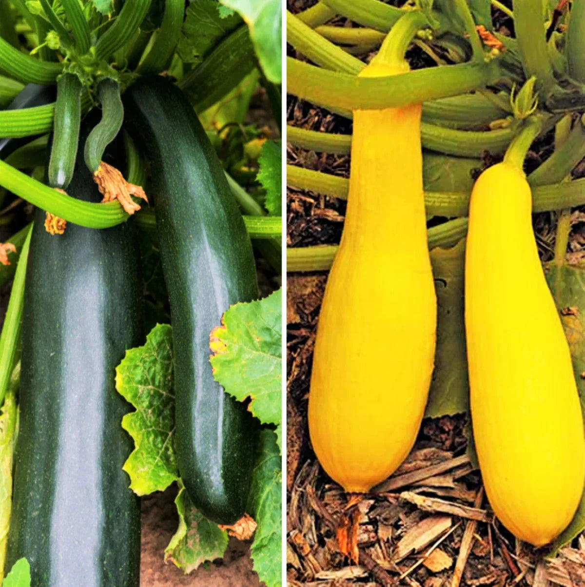 Black and Yellow Summer Squash Seeds Mix - Heirloom Cucurbita pepo Seed Packet for Garden, Container, or Raised Bed